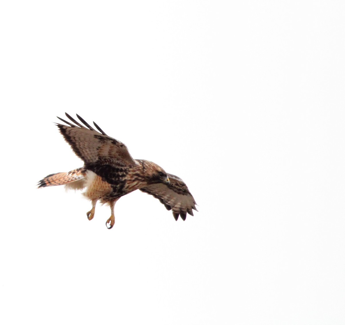 Red-tailed x Rough-legged Hawk (hybrid) - ML612060818