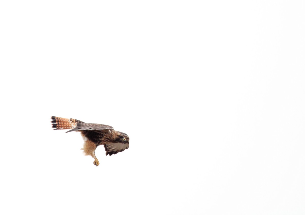 Red-tailed x Rough-legged Hawk (hybrid) - Lindsay Slack