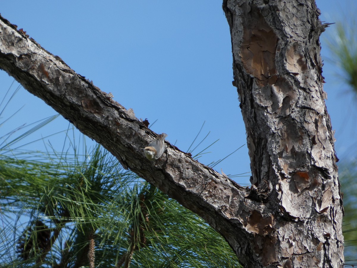 Brown-headed Nuthatch - ML612060860