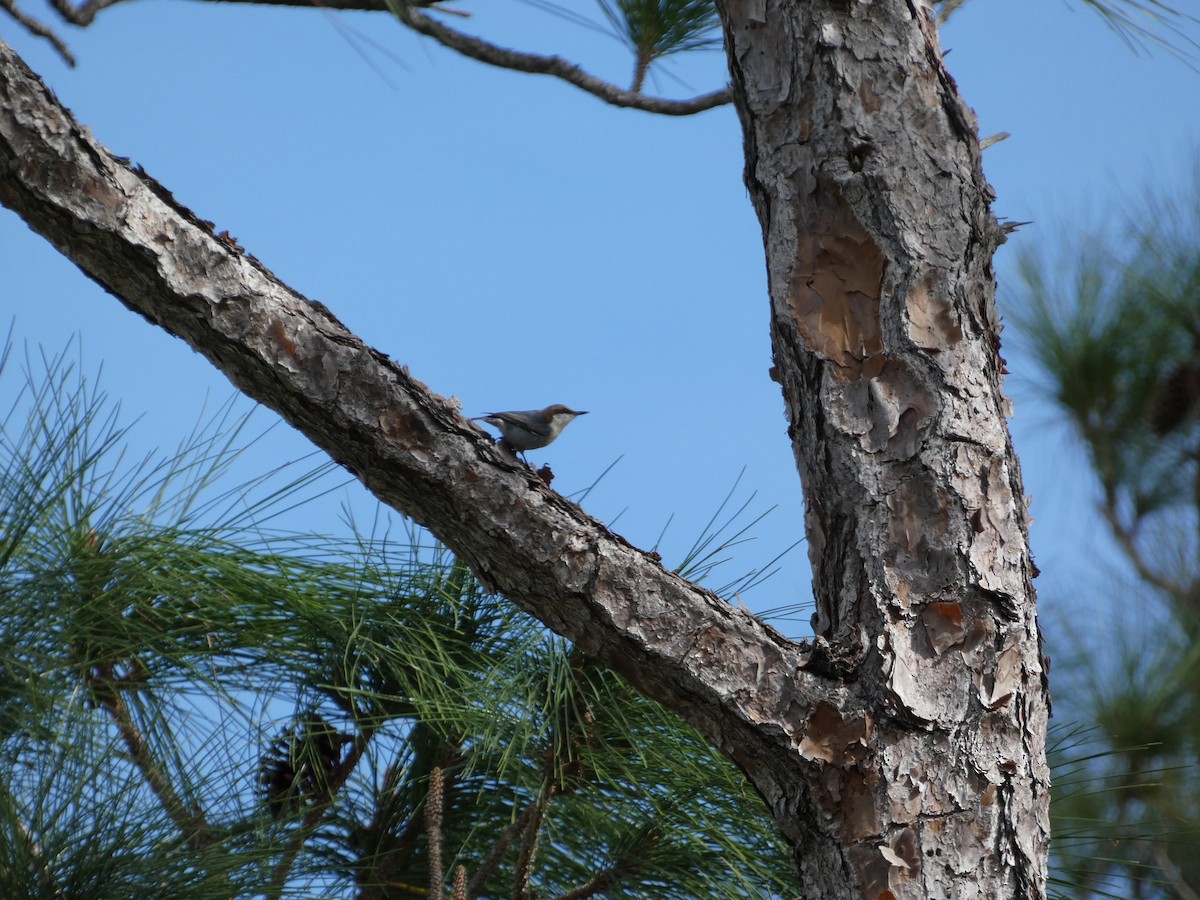 Brown-headed Nuthatch - ML612060874