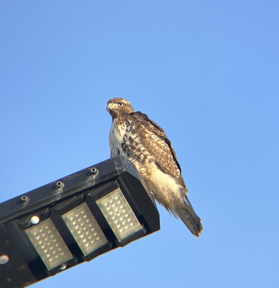 Red-tailed Hawk - ML612061272