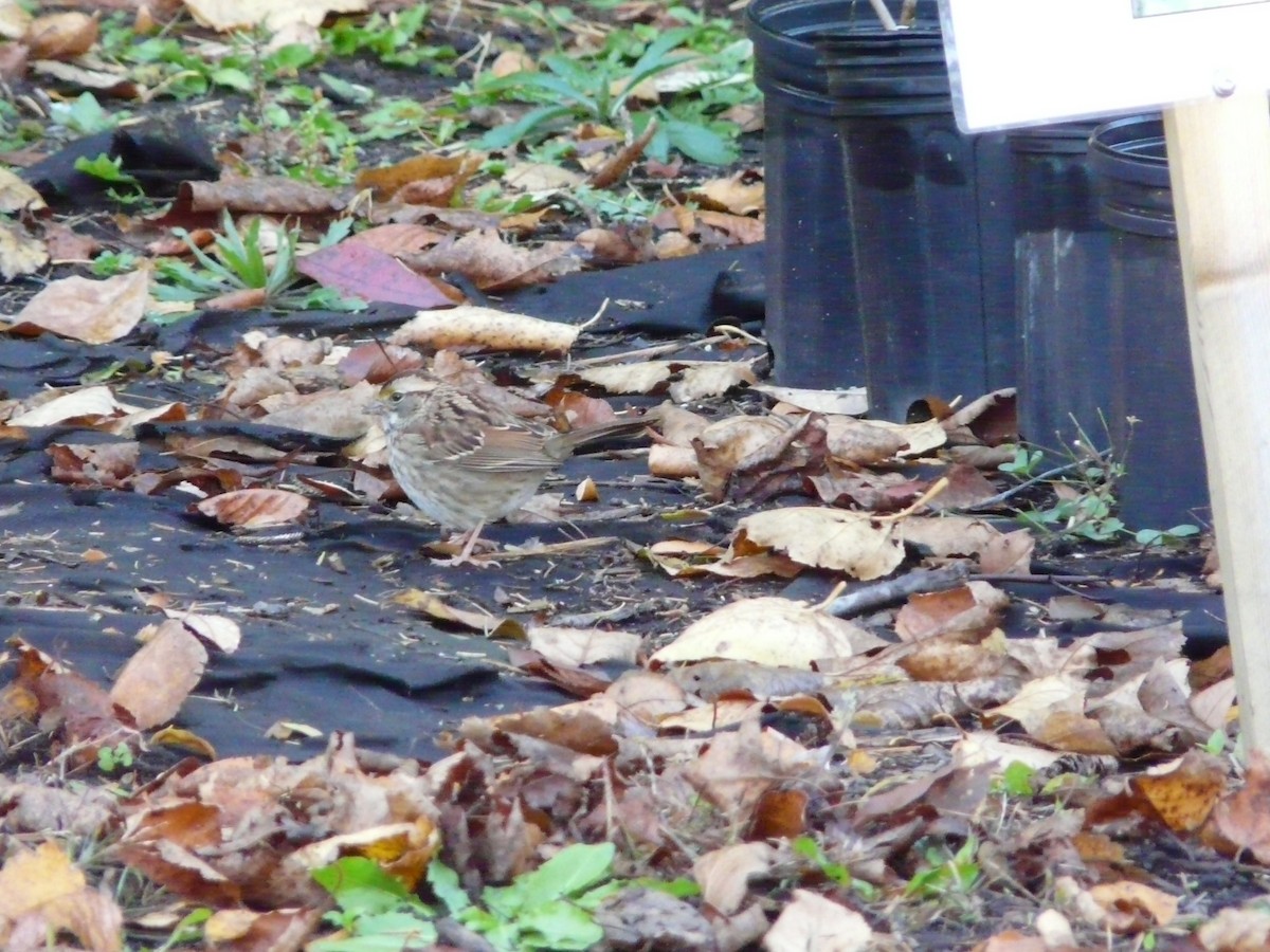 White-throated Sparrow - ML61206151