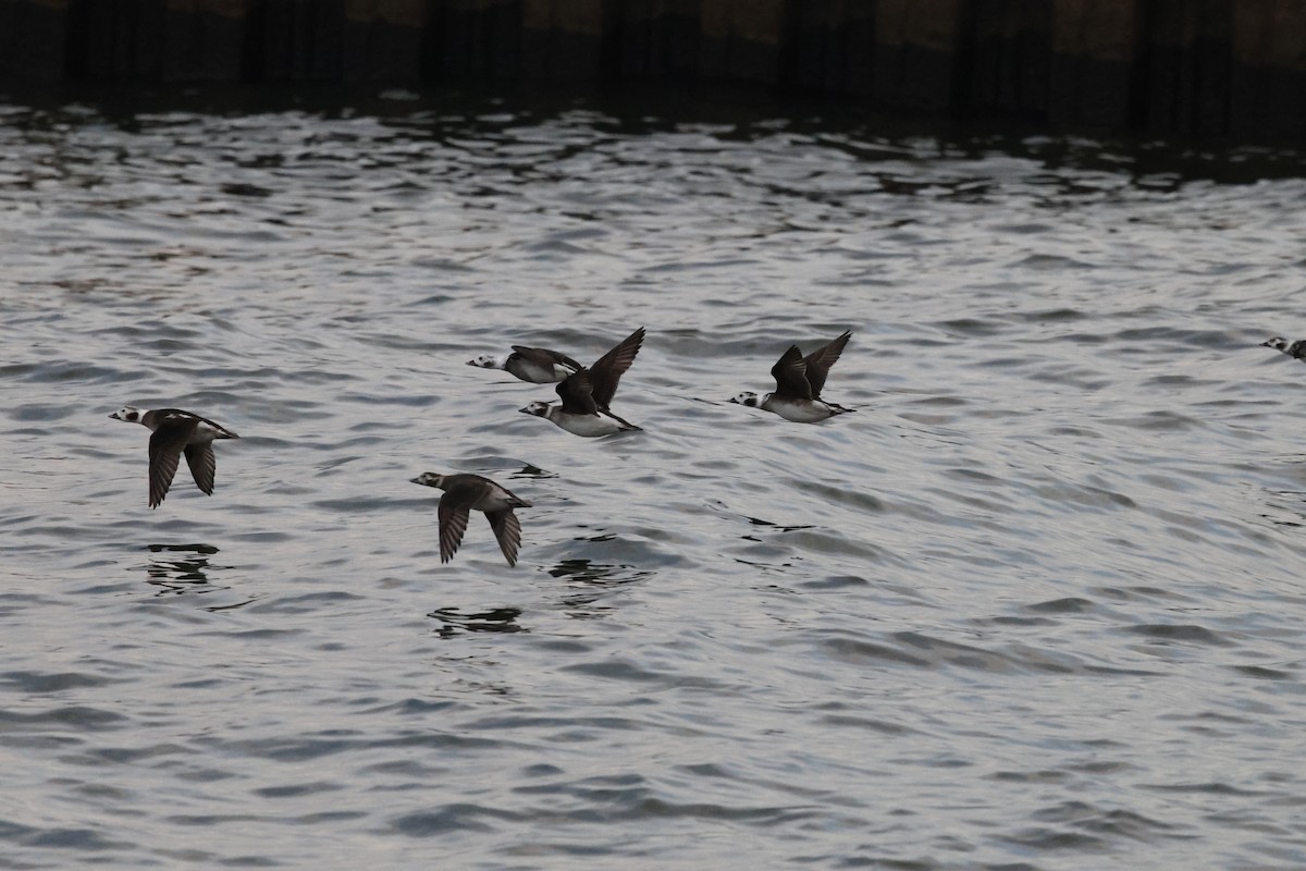 Long-tailed Duck - ML612061649