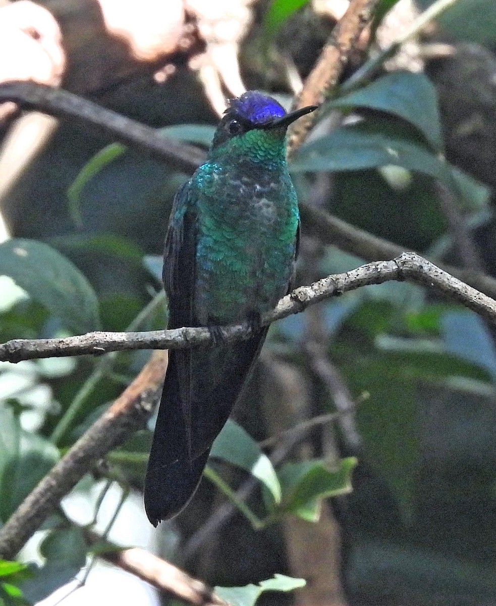 kolibřík fialovotemenný - ML612061823