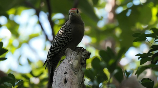 West Indian Woodpecker - ML612062101