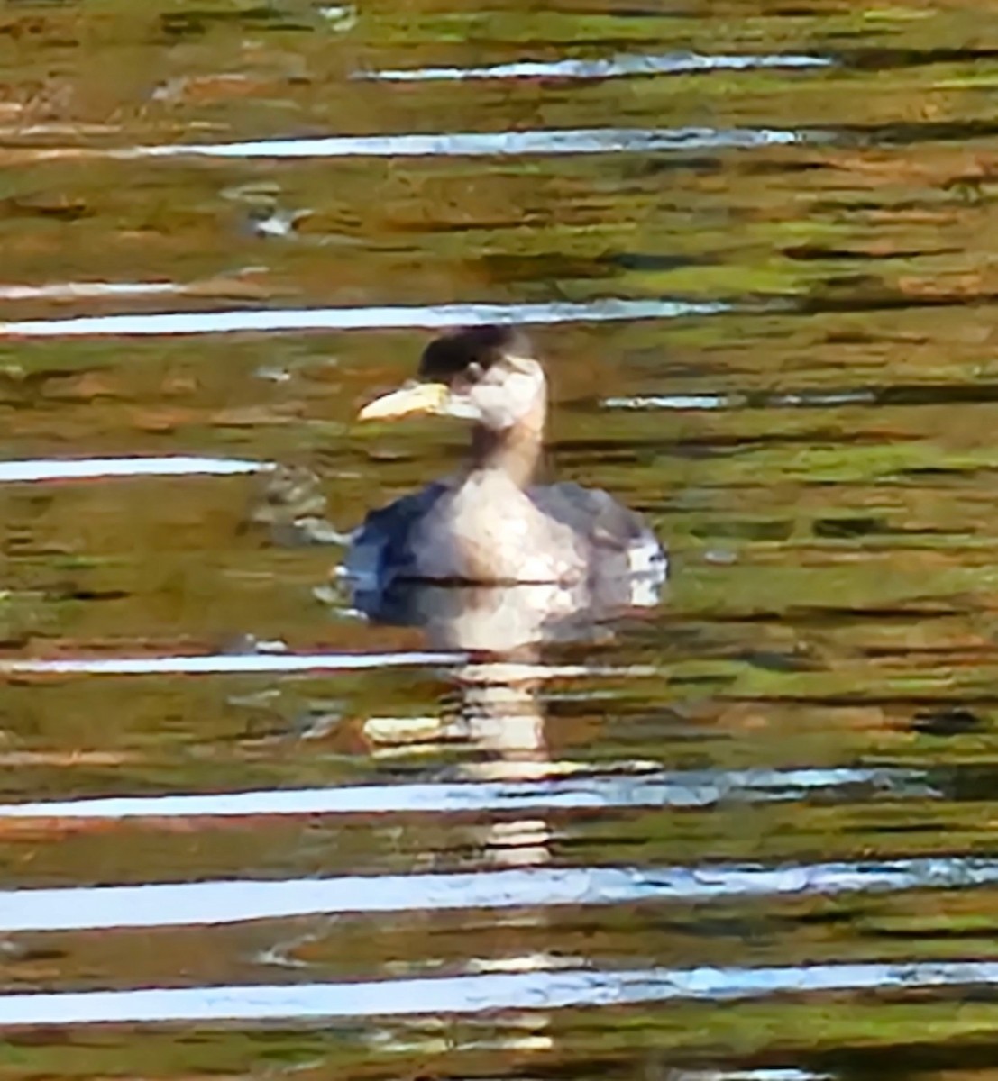 Red-necked Grebe - ML612062509