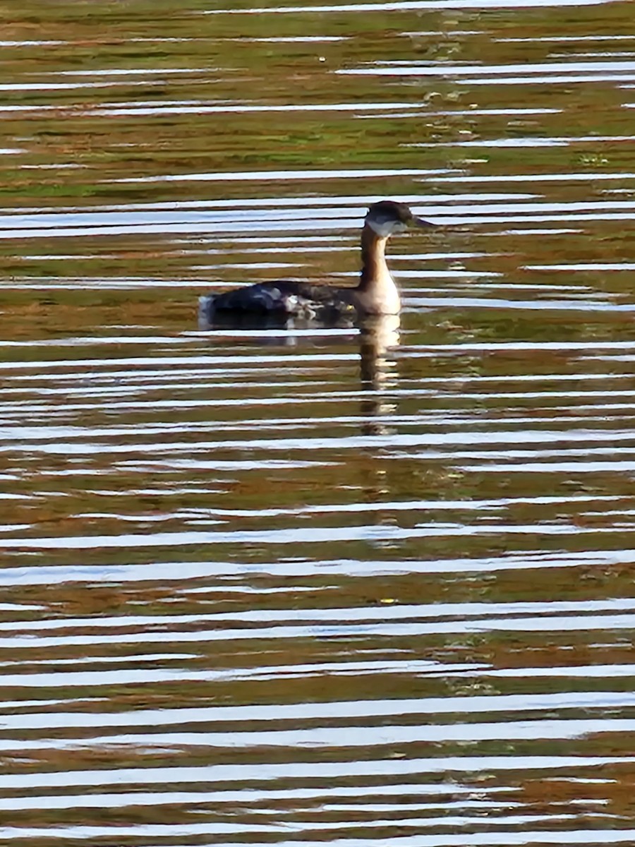 Red-necked Grebe - ML612062510