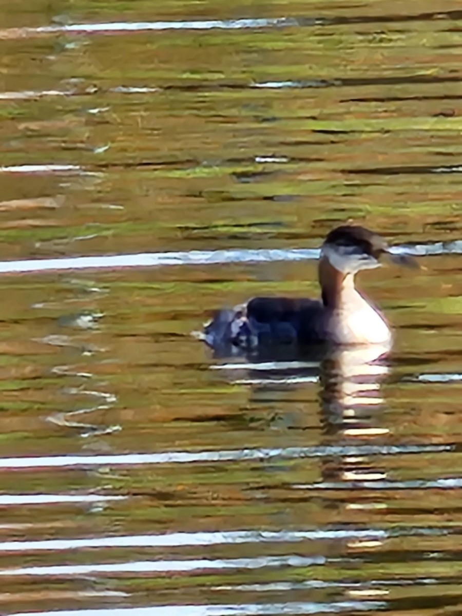Red-necked Grebe - ML612062512