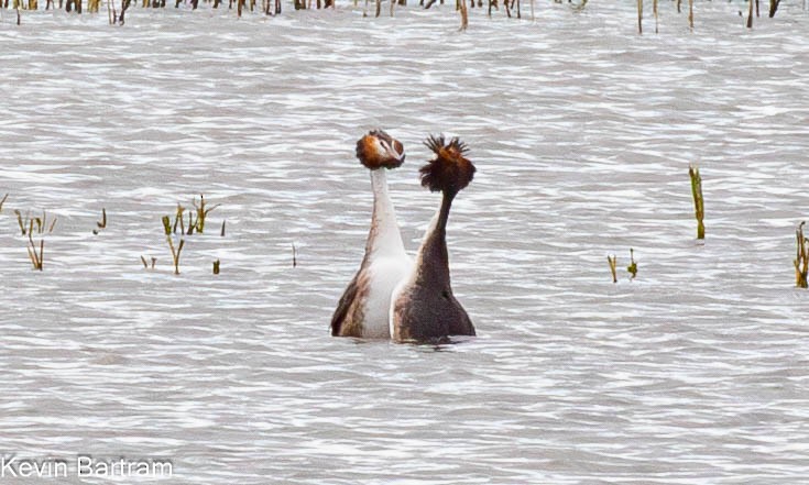 Great Crested Grebe - ML612062695