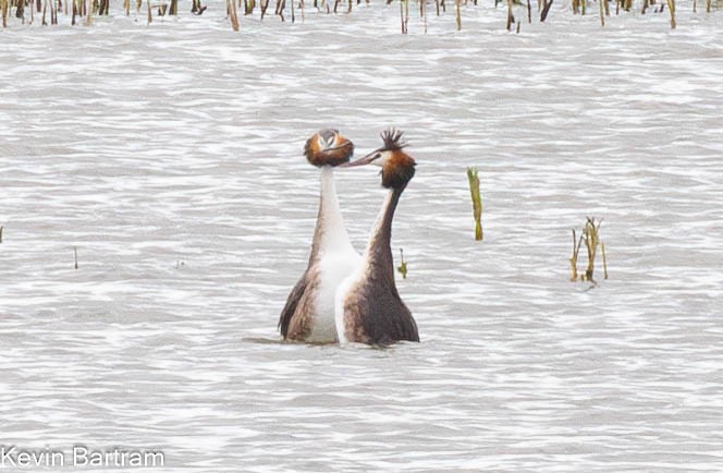 Great Crested Grebe - ML612062696