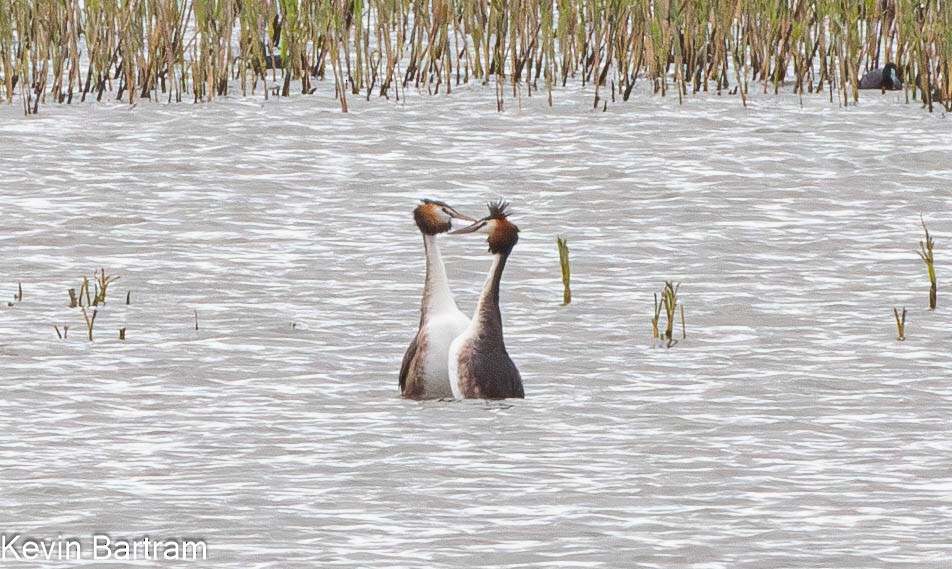 Great Crested Grebe - ML612062698