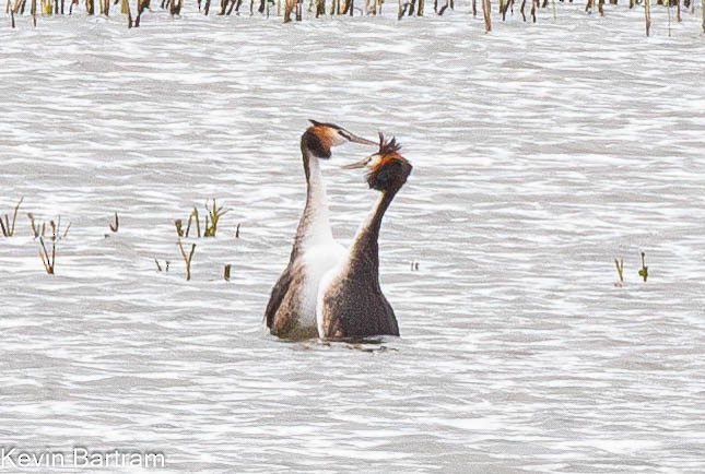 Great Crested Grebe - ML612062699