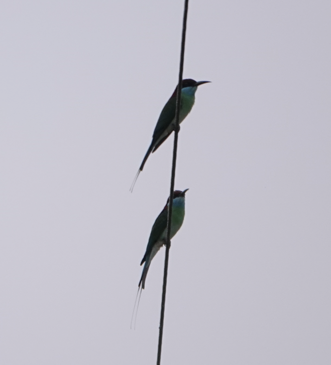 Blue-throated Bee-eater - Zhongyu Wang