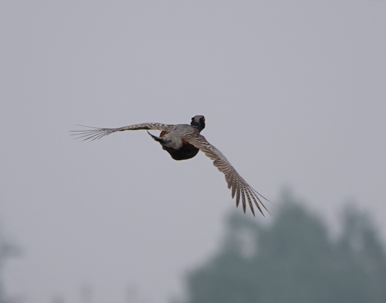 Ring-necked Pheasant - Zhongyu Wang
