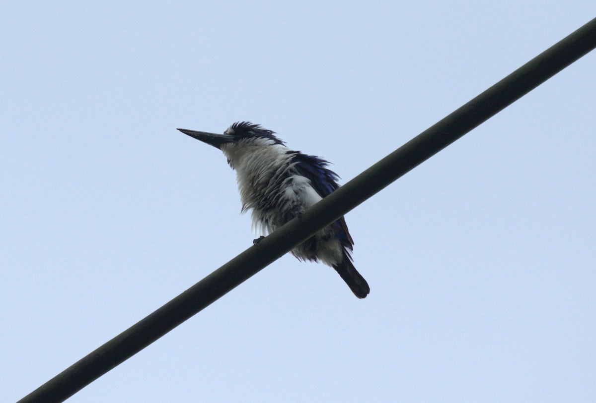 Blue-and-white Kingfisher - ML612062809