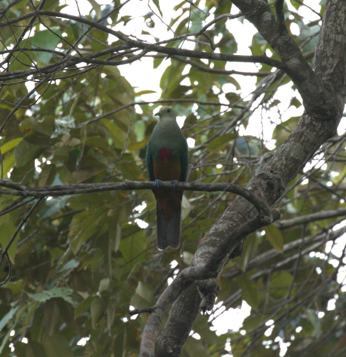 Scarlet-breasted Fruit-Dove - ML612062986