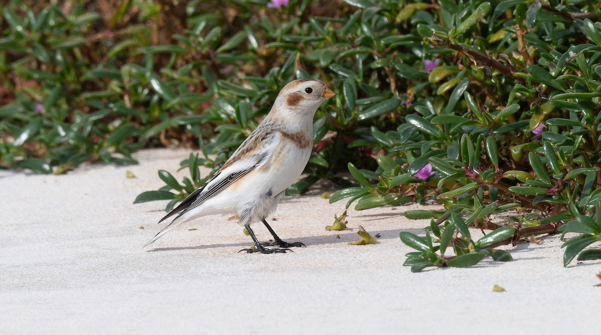 Snow Bunting - ML612063104