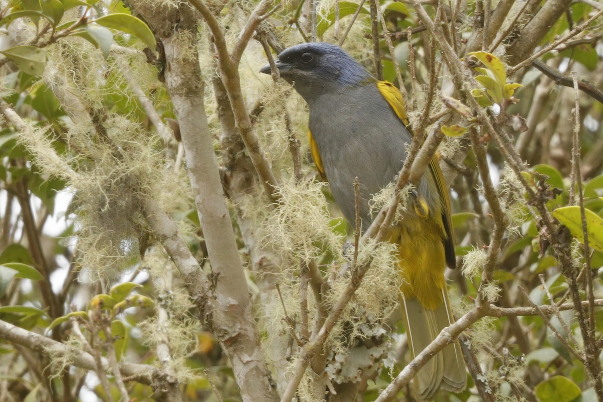 Blue-capped Tanager - ML612063214