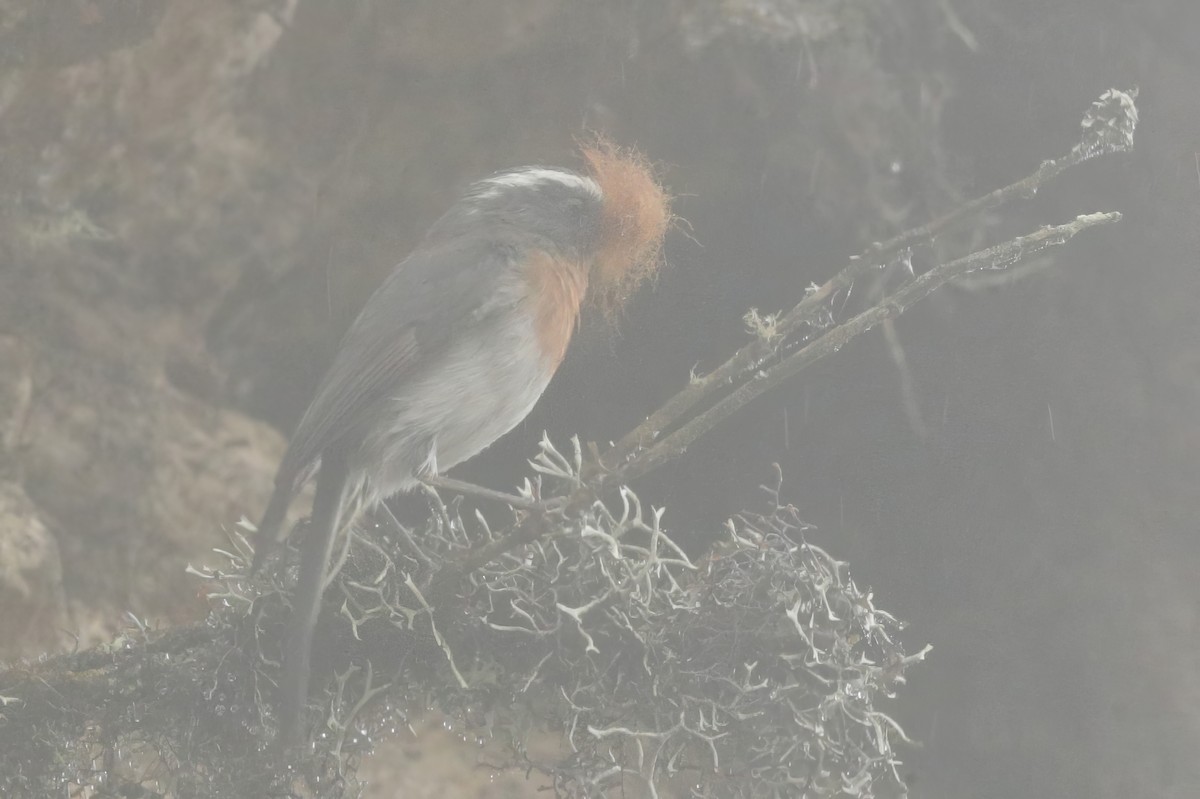 Rufous-breasted Chat-Tyrant - ML612063255