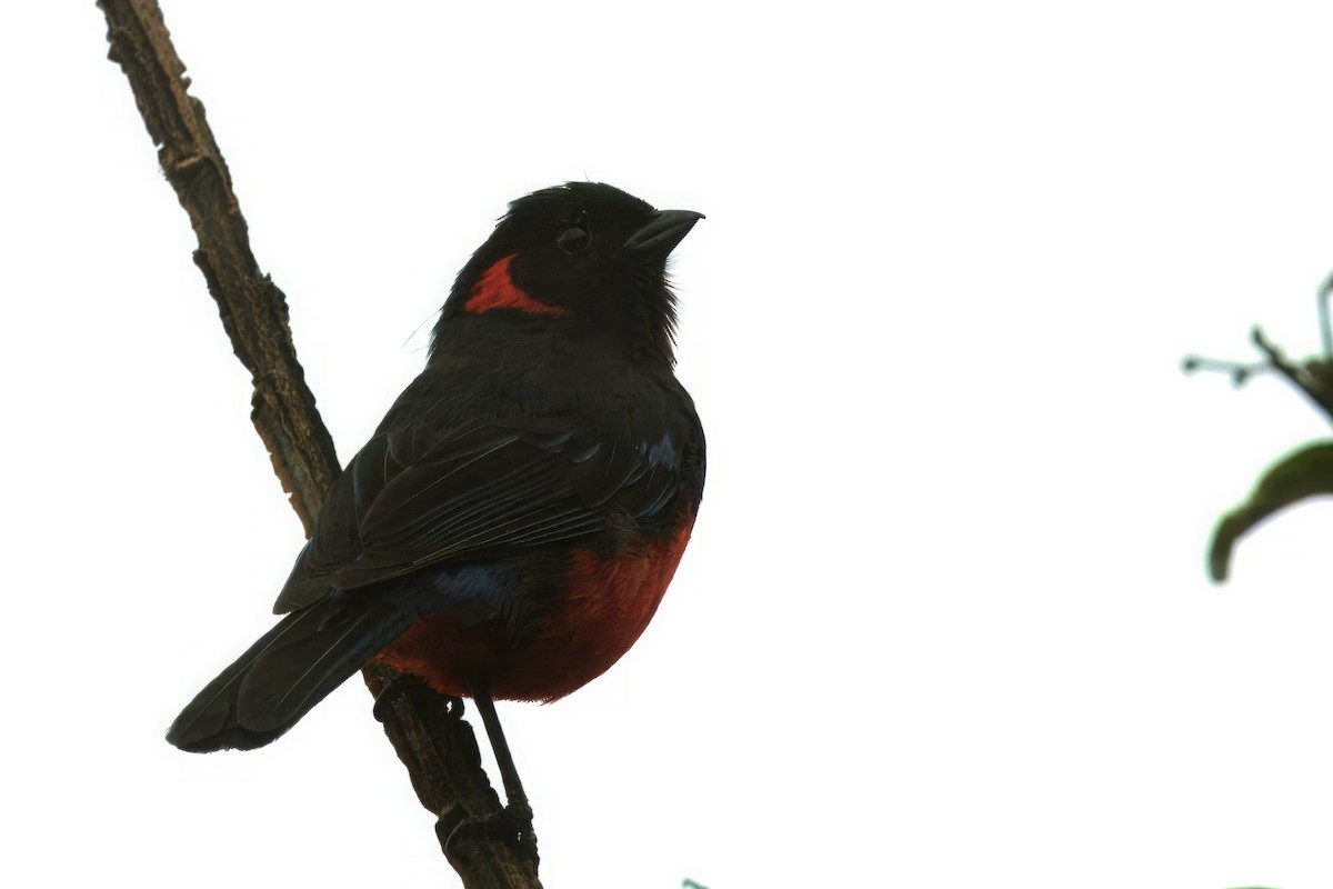 Scarlet-bellied Mountain Tanager - ML612063265