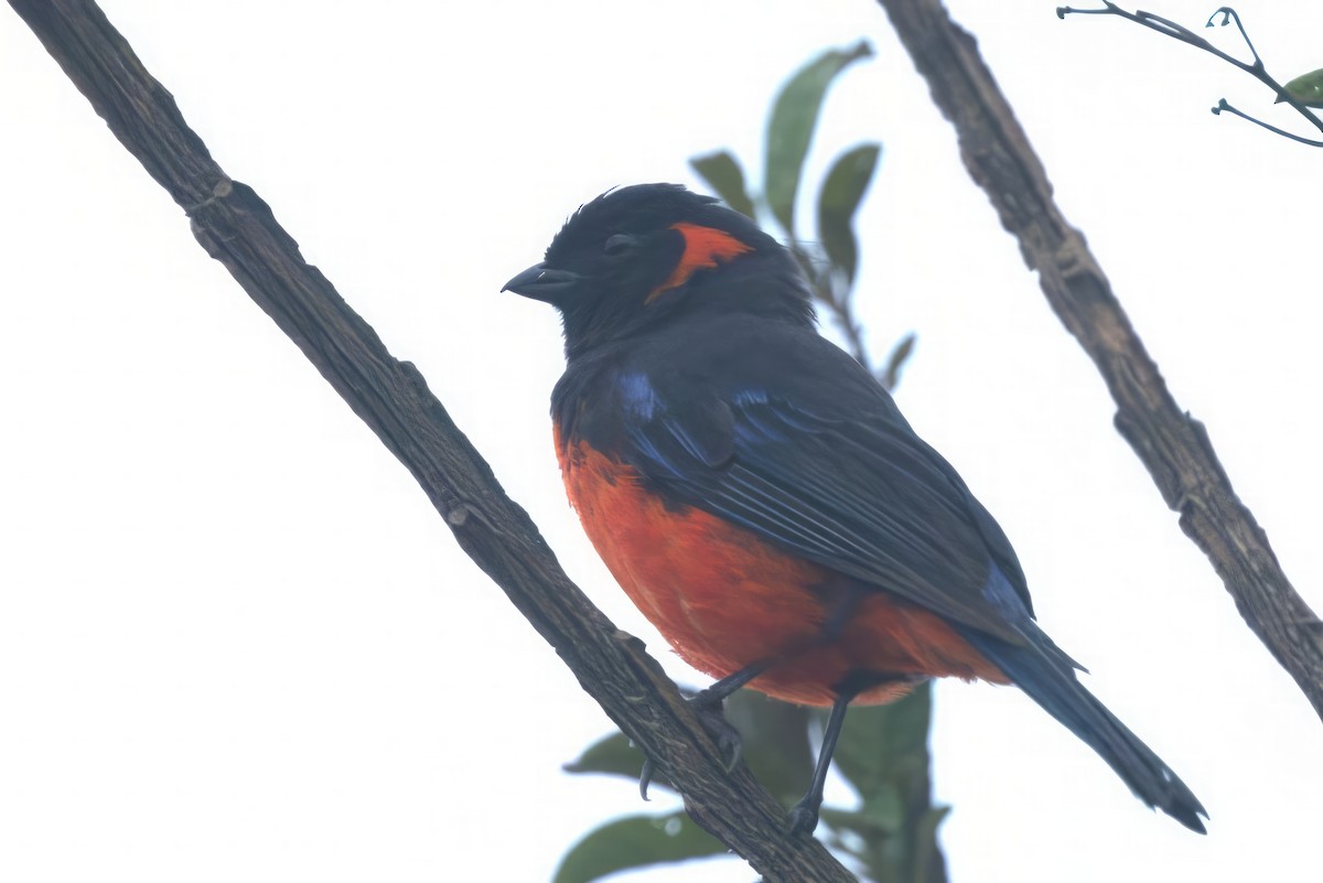 Scarlet-bellied Mountain Tanager - ML612063266