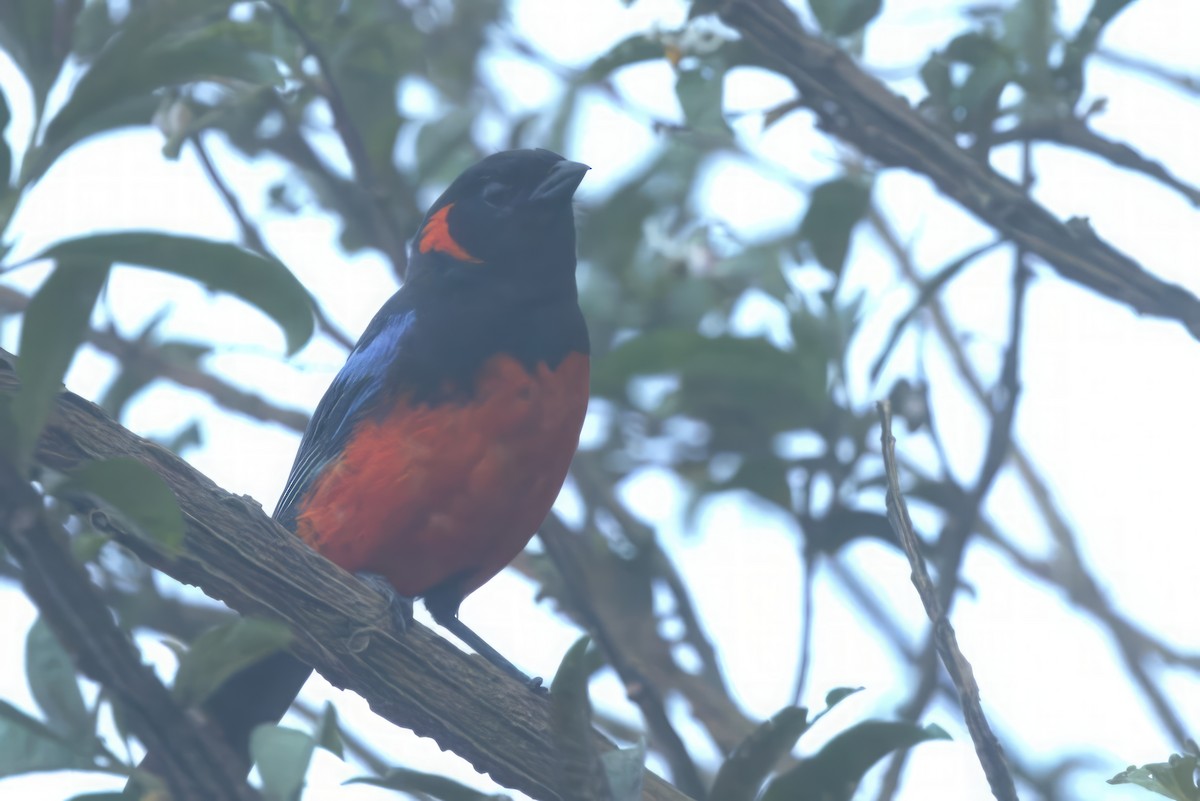 Scarlet-bellied Mountain Tanager - ML612063267