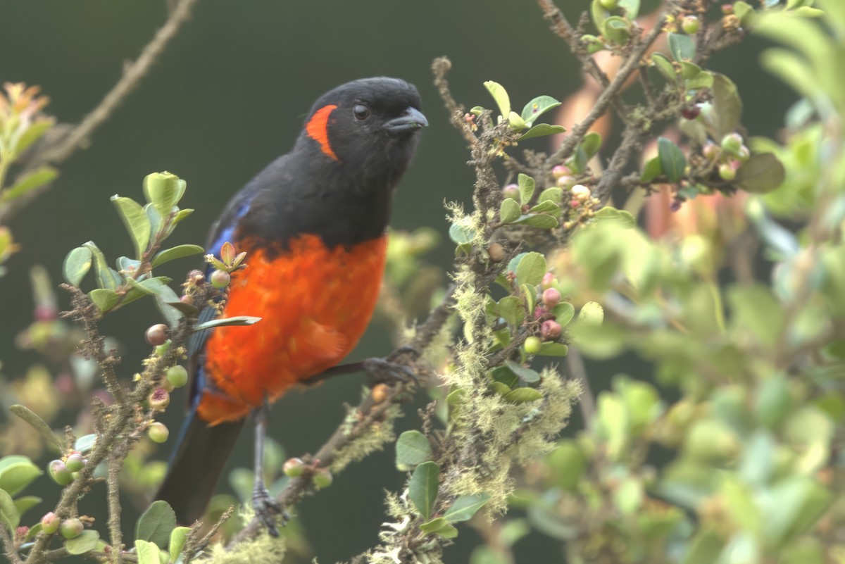 Scarlet-bellied Mountain Tanager - ML612063269