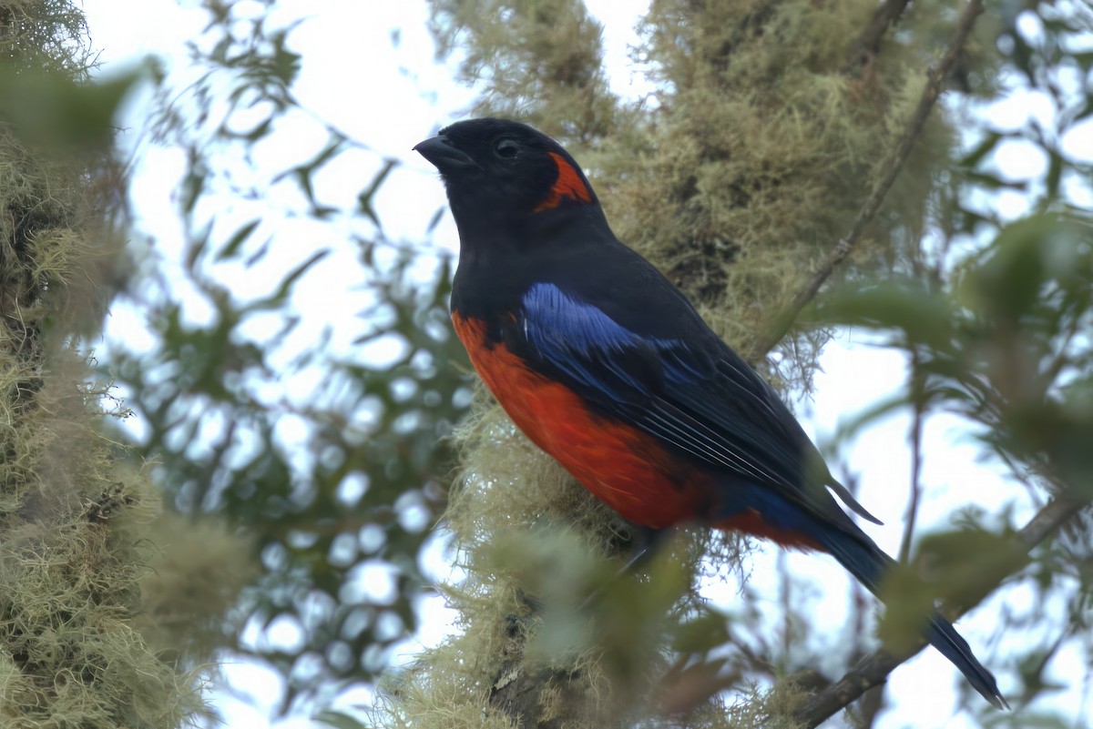 Scarlet-bellied Mountain Tanager - ML612063270