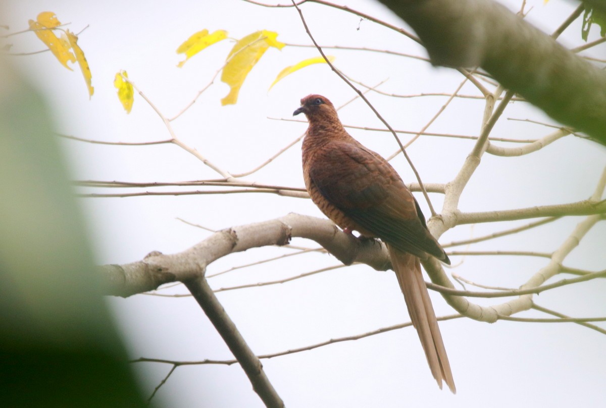 Timor Cuckoo-Dove - ML612063334