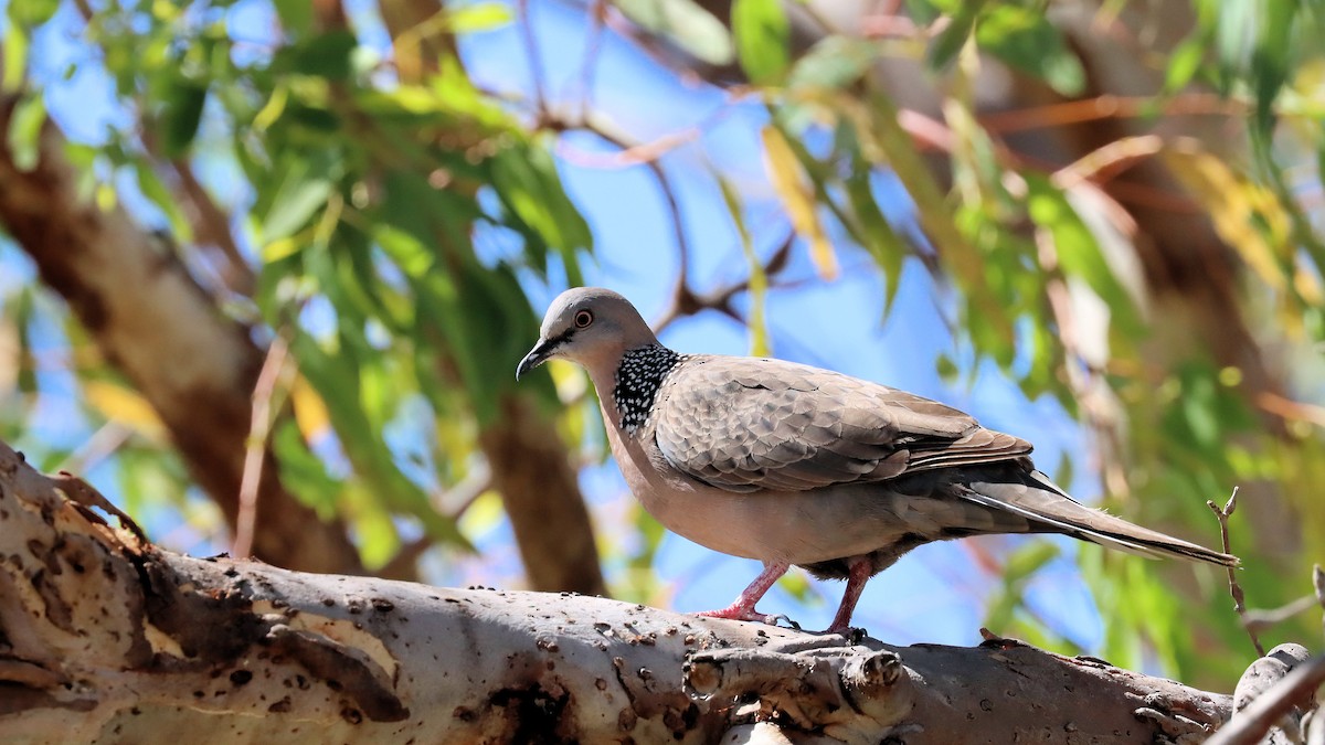 Spotted Dove - ML612063378