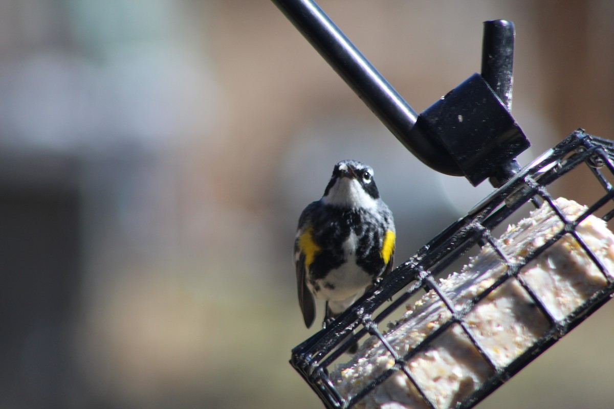 Yellow-rumped Warbler - ML612063638