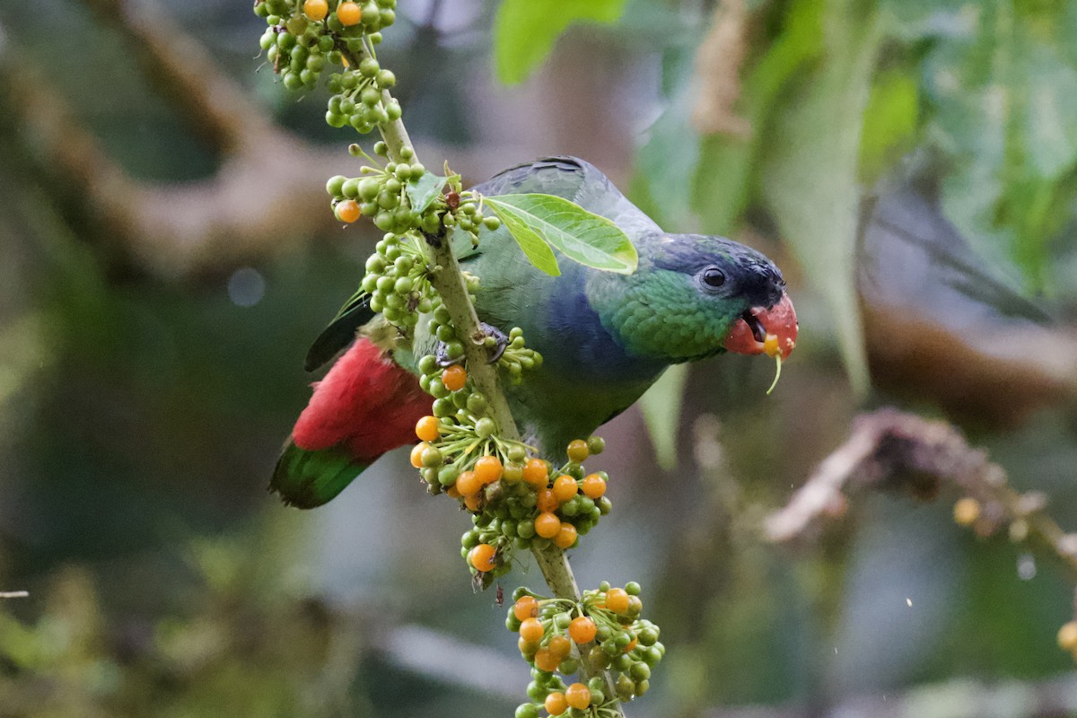 Red-billed Parrot - ML612063646