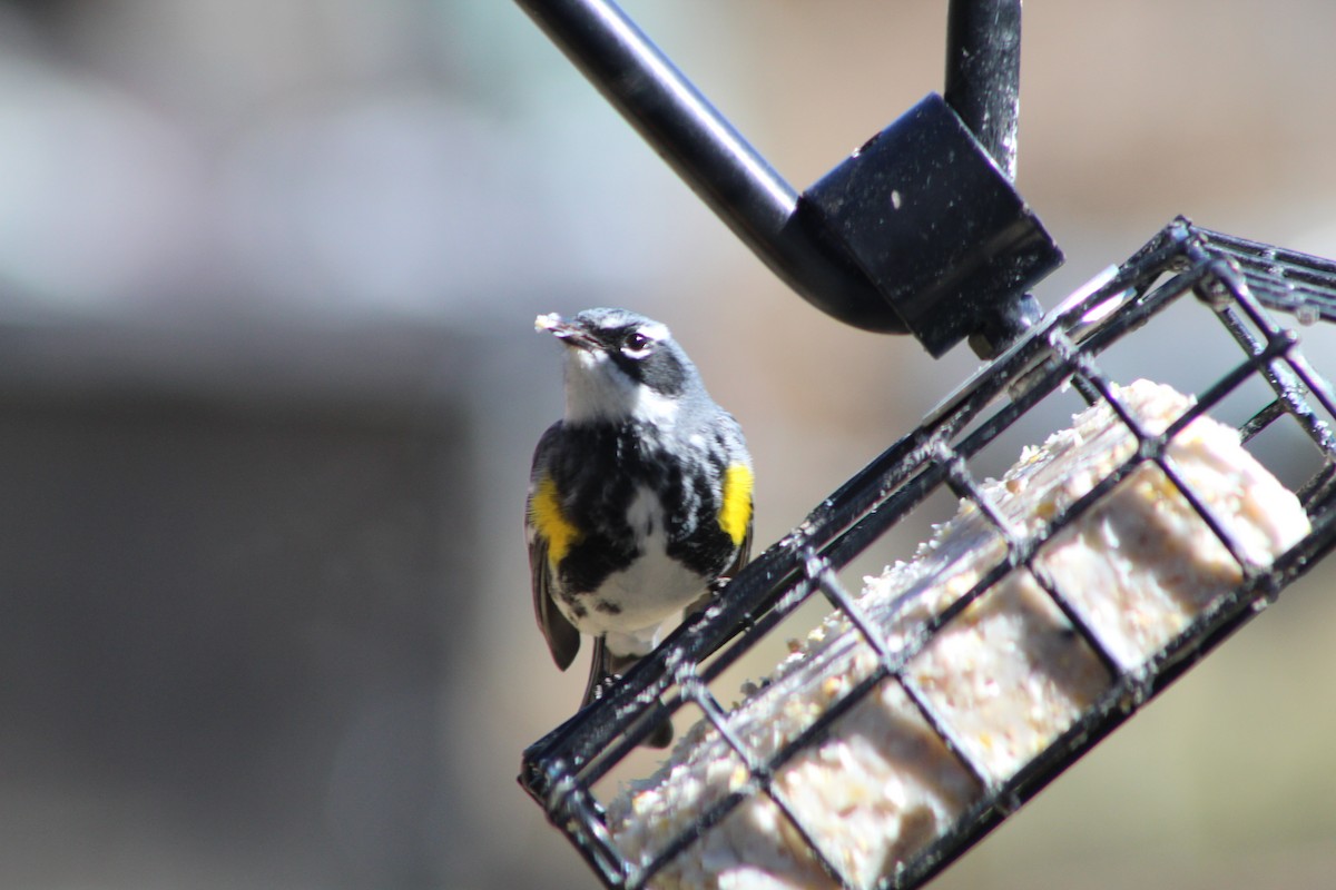 Yellow-rumped Warbler - ML612063655