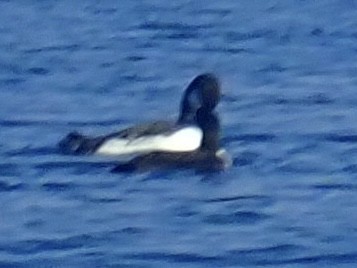 Greater Scaup - ML612063807