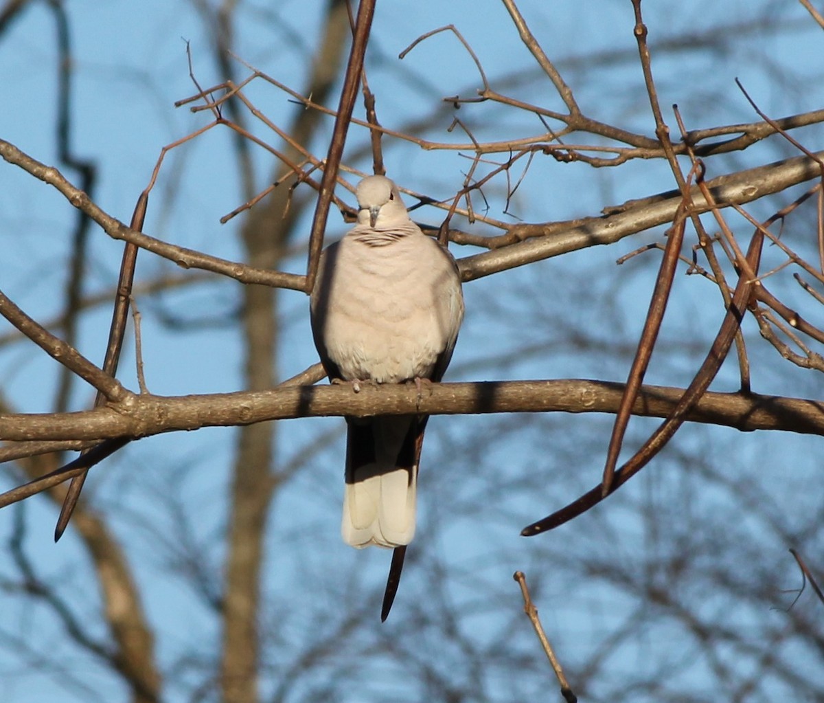 Ebird Checklist Dec Mckendree University Farm Fields Species Other Taxa