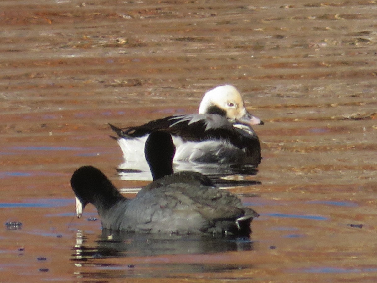 eBird Checklist 9 Dec 2023 Bosque del Apache NWR 41 species (+2