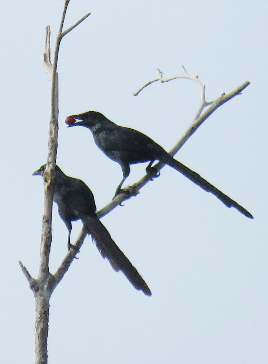 Long-tailed Starling - ML612064609