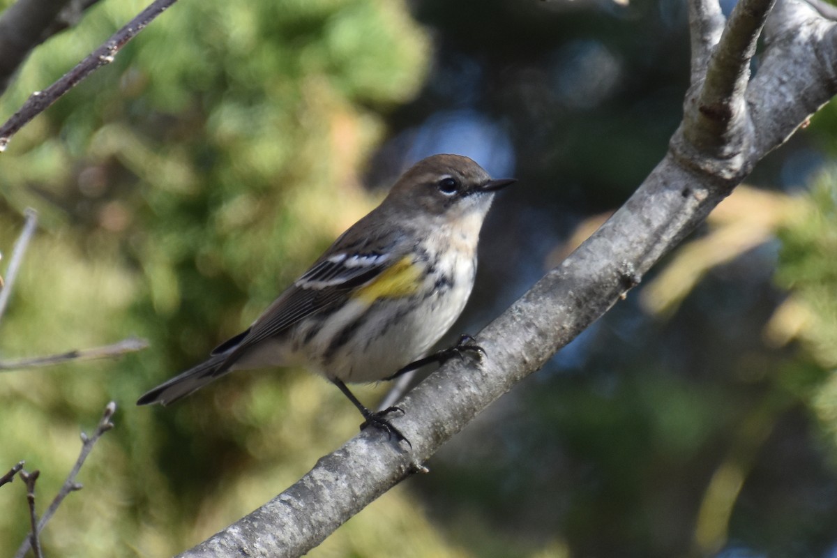 Yellow-rumped Warbler - ML612064631