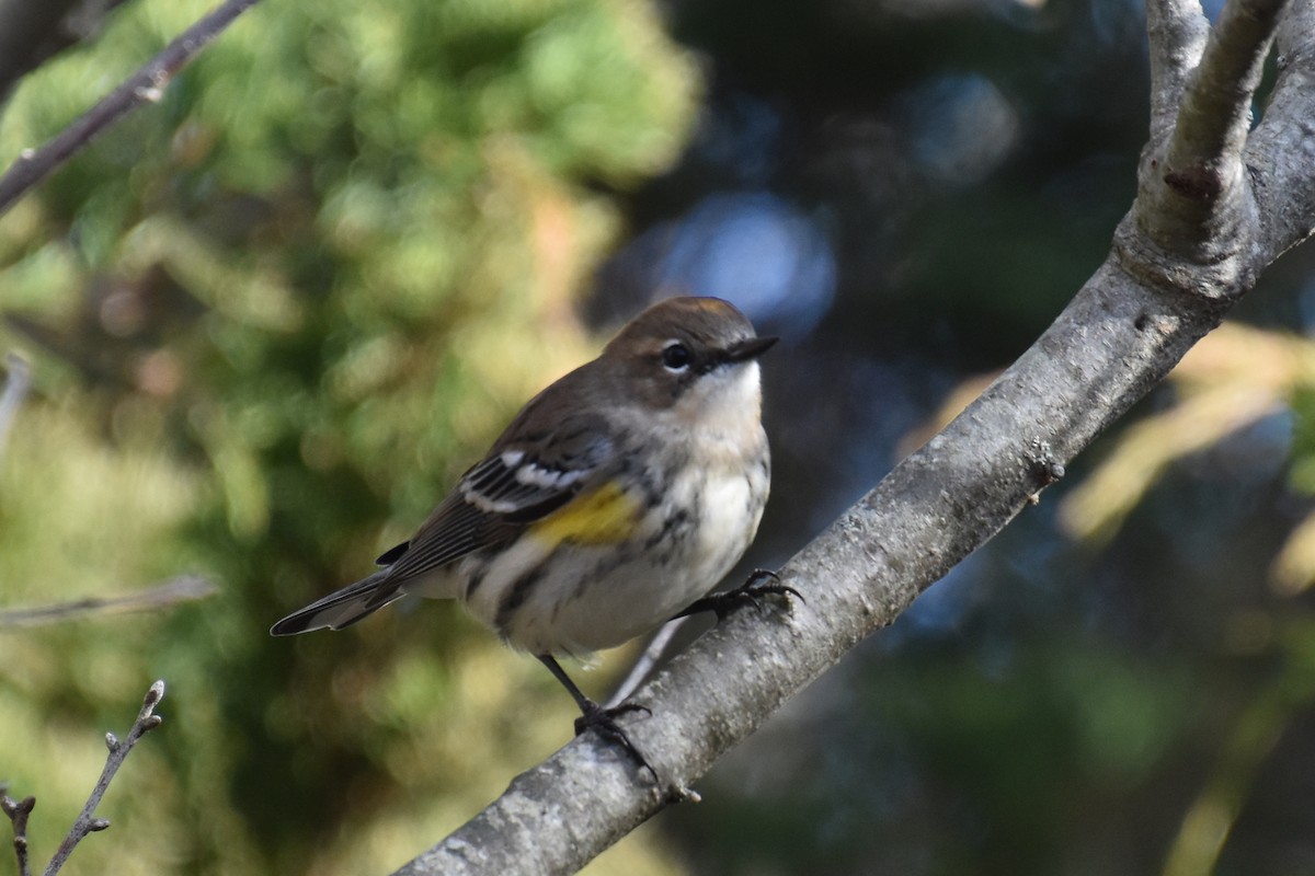 Yellow-rumped Warbler - ML612064640