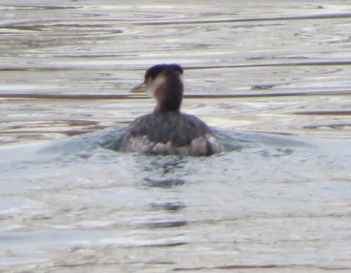 Red-necked Grebe - ML612064793