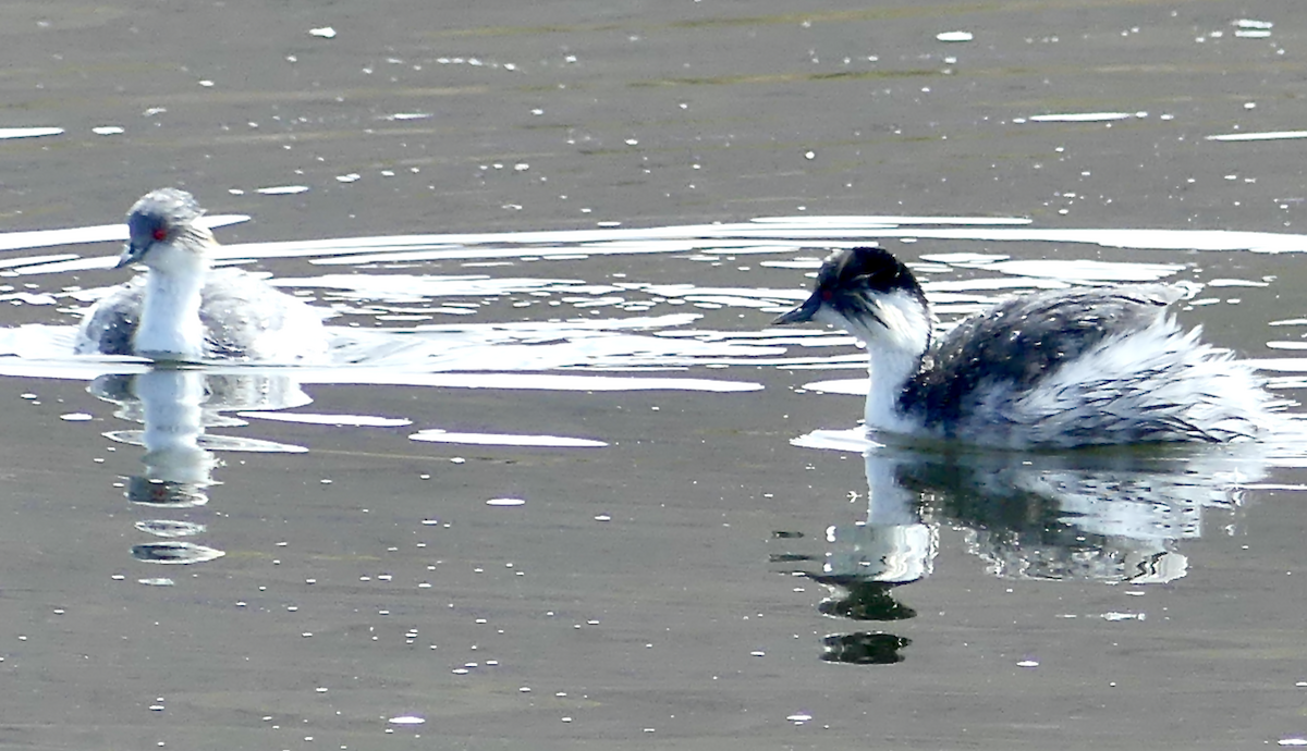 Silvery Grebe (Andean) - ML612065380