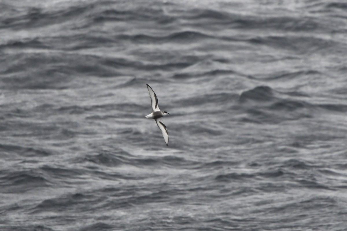 Mottled Petrel - ML612065563