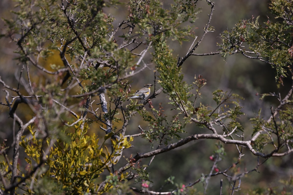 Yellow-rumped Warbler (Audubon's) - ML612065596