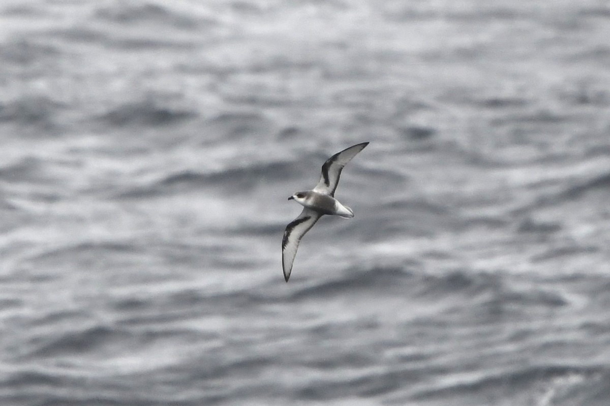 Mottled Petrel - ML612065707