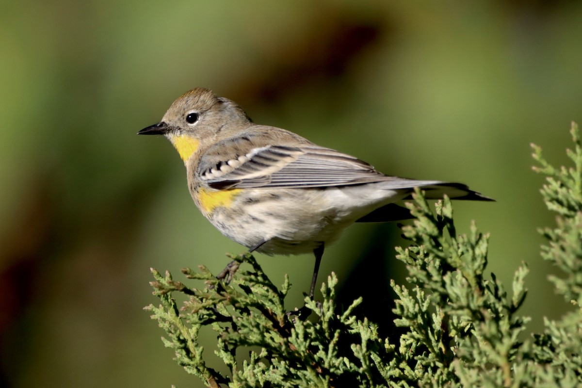 Yellow-rumped Warbler - ML612065913