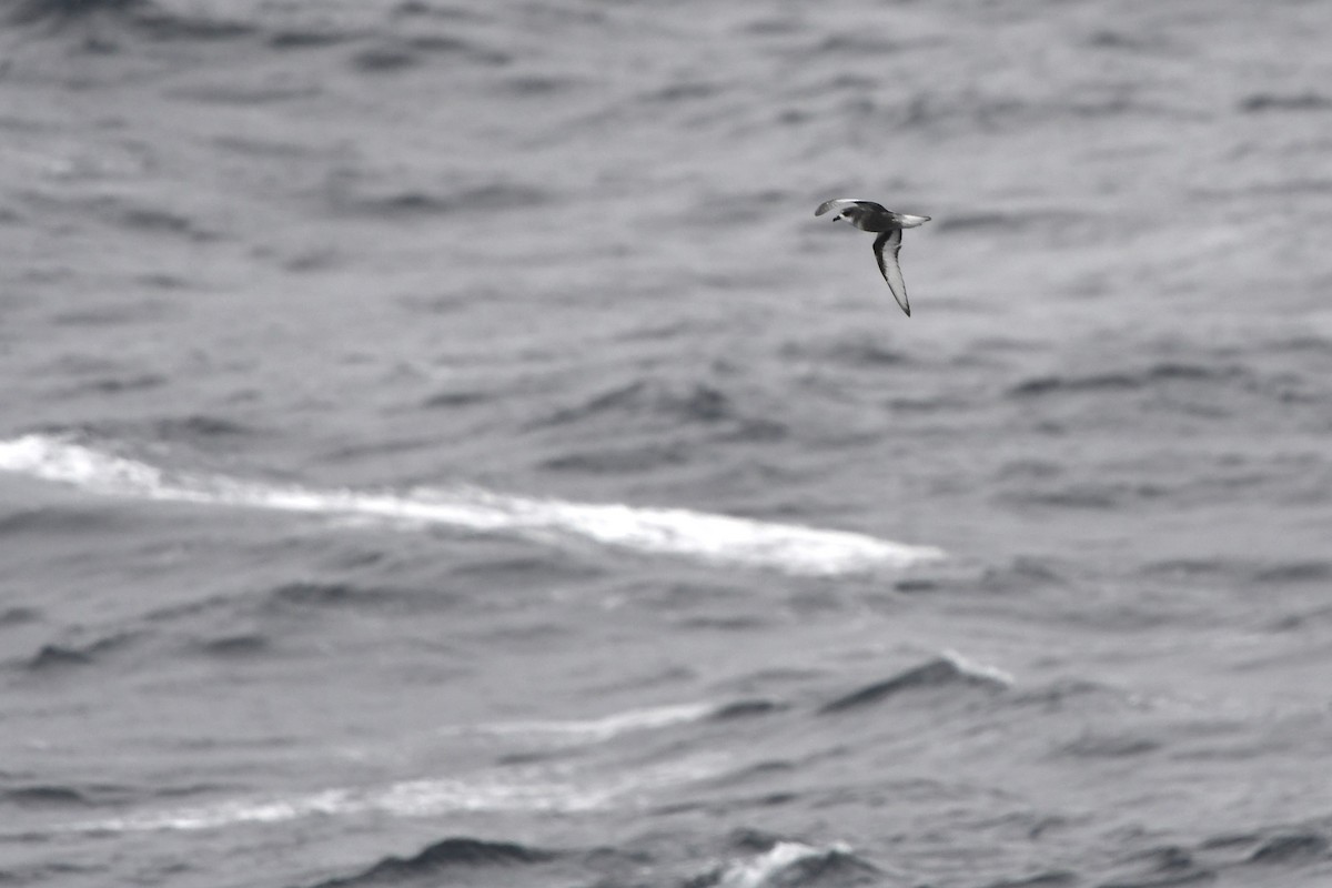 Mottled Petrel - ML612065984