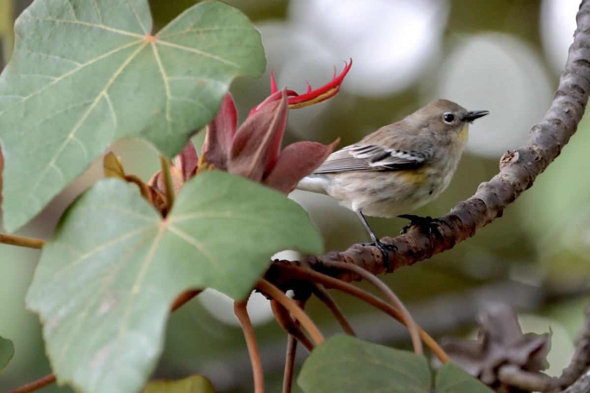 Yellow-rumped Warbler - ML612066189