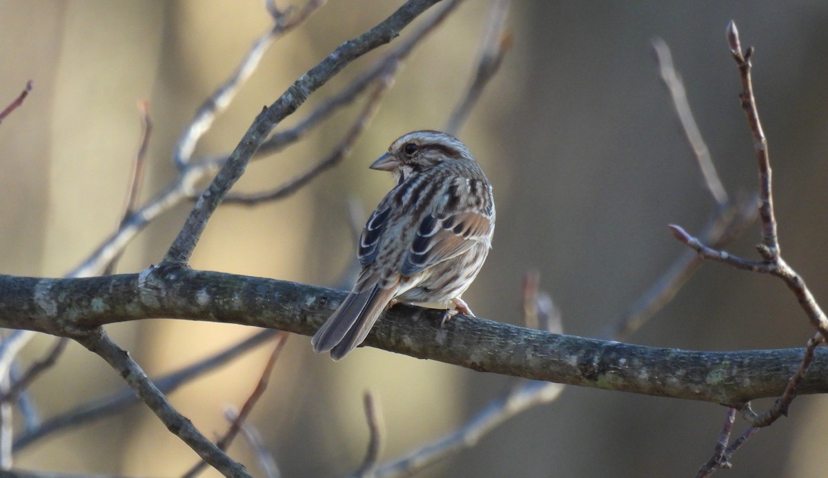 Song Sparrow - ML612066259