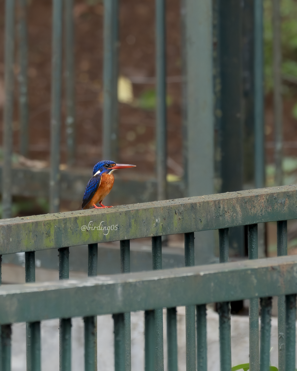 Blue-eared Kingfisher - Edwin octosa