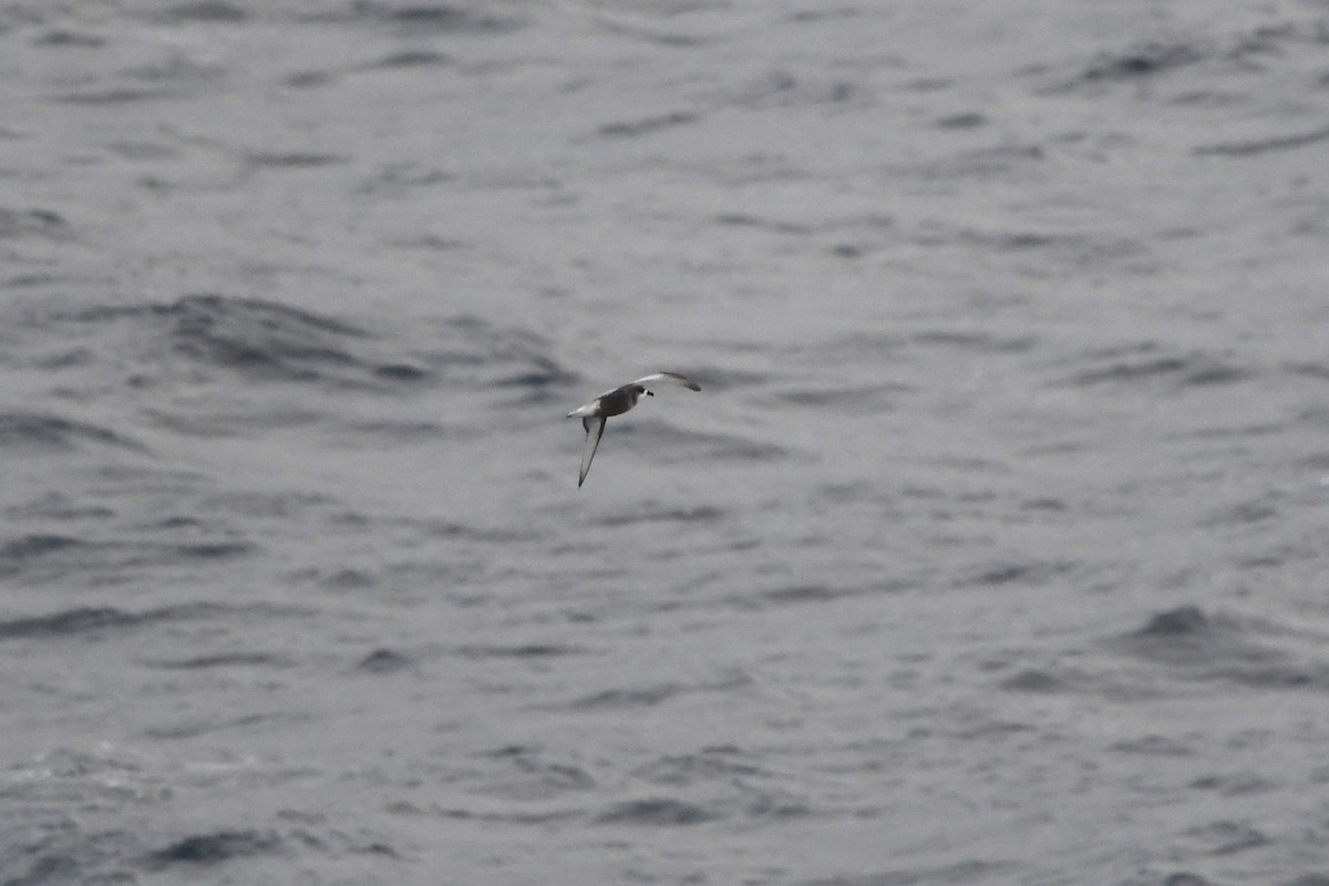 Mottled Petrel - ML612066552